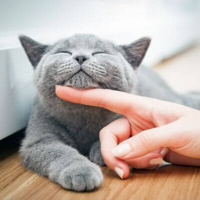 a cat love by owner