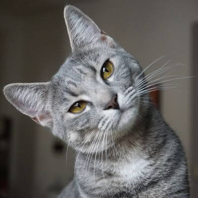 a gray cat face