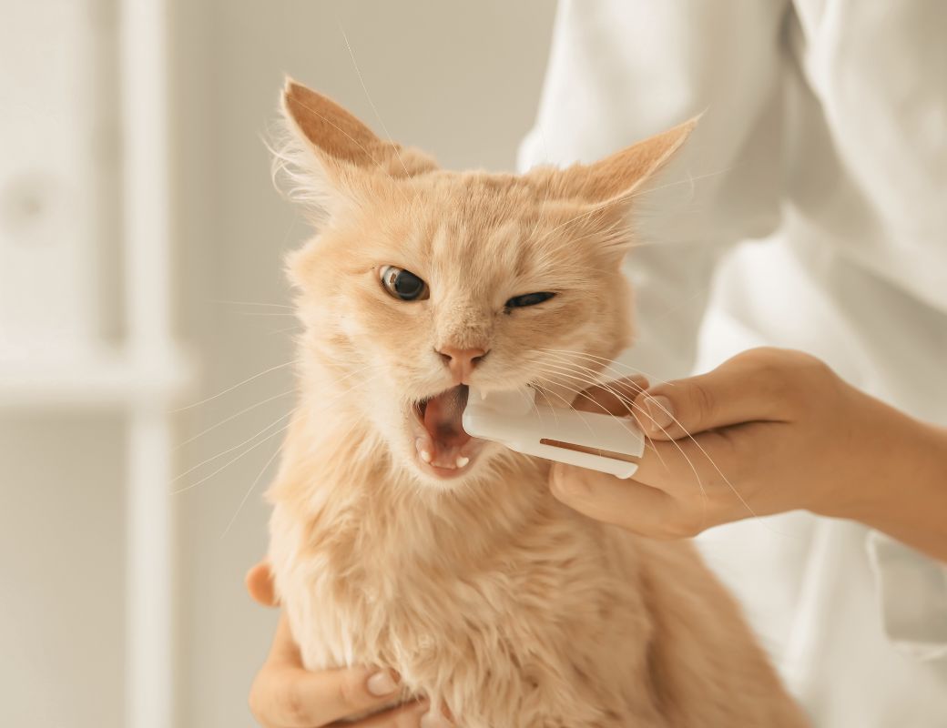 a person brushing cat's teeth