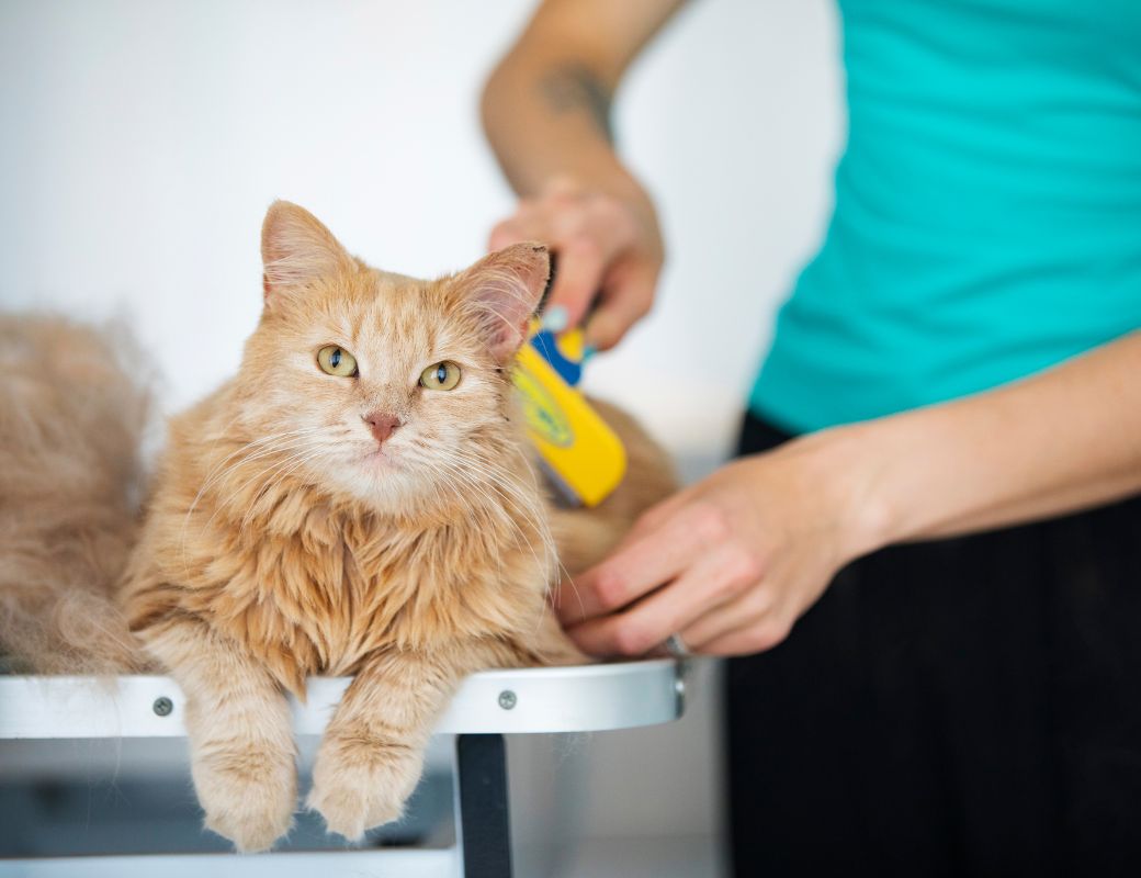 groomer brushing a cat