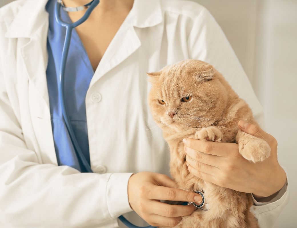 veterinarian in white scrubs holding a cat