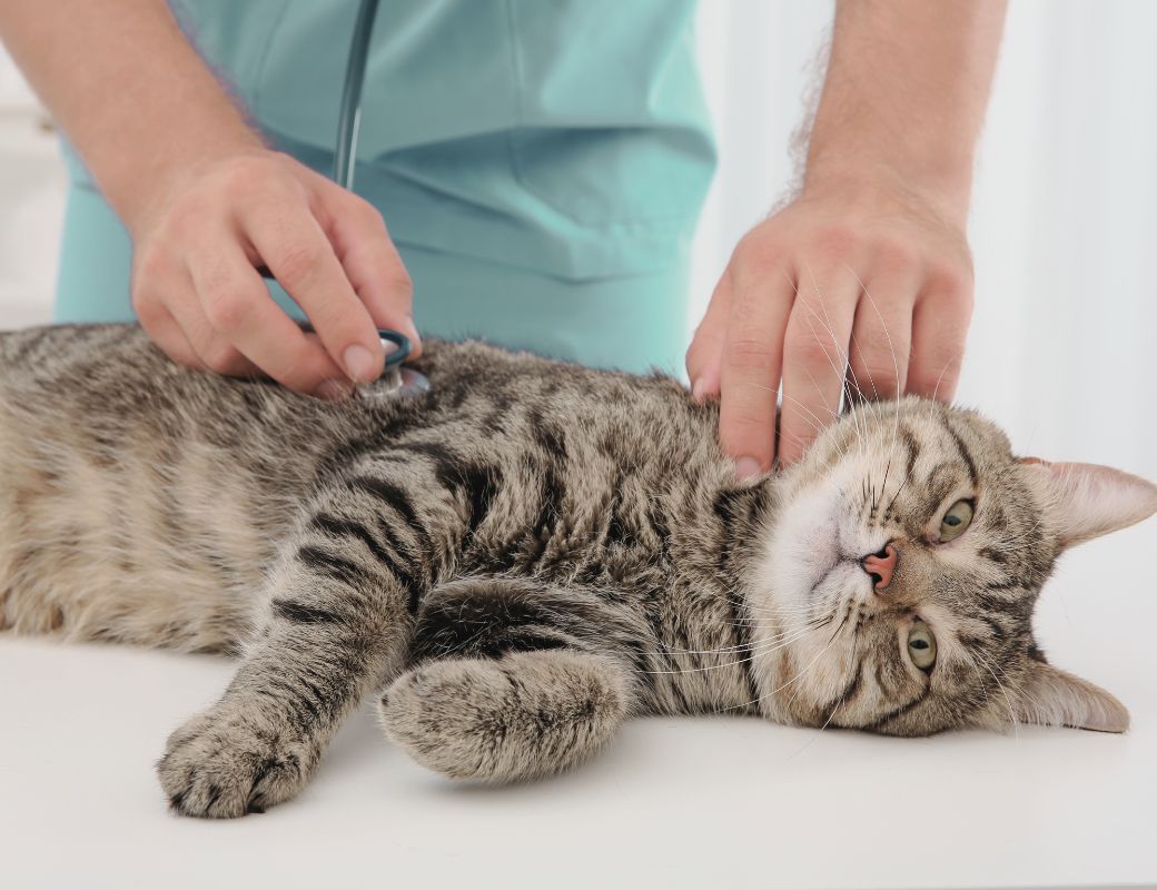 veterinarian holding a stethoscope examining a cat