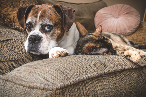 Old dog and cat lying on the couch