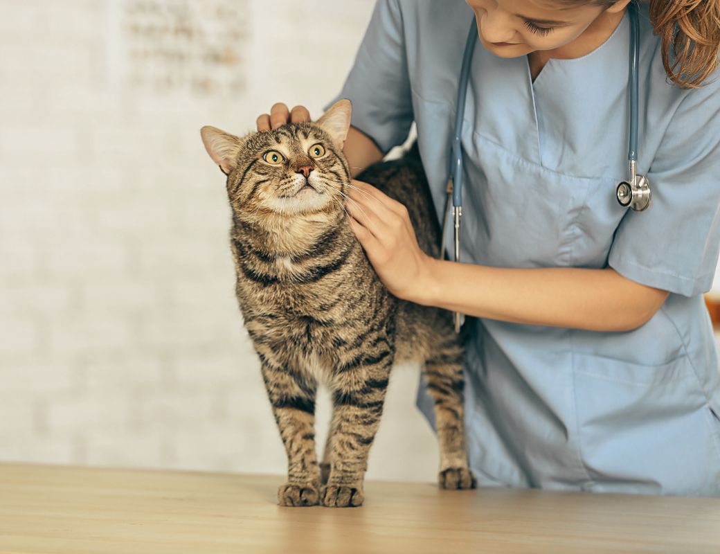 veterinarian taking care of a cat