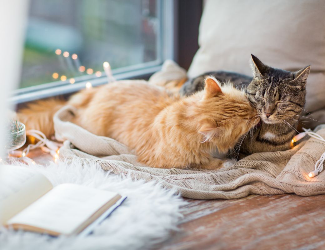 Veterinarian In Plymouth, MN 55447 Cats Preferred Veterinary Hospital