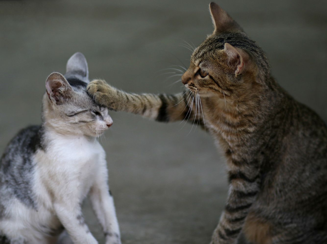 two cats playing with each other