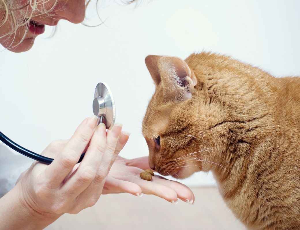 doctor giving cat a treat